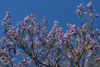Paulownia tomentosa - paulownie plstnatá - kvetoucí větve